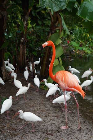 Flamingo with white birds in natureの写真素材