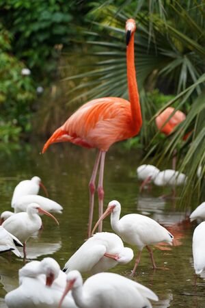 Flamingo and white birds in the water in natureの写真素材