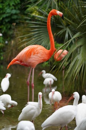 Flamingo and white birds in the water in natureの写真素材