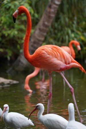 Flamingo and white birds in the water in natureの写真素材