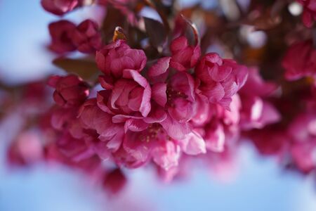 Close-up of beautiful bright pink flower on treesの写真素材