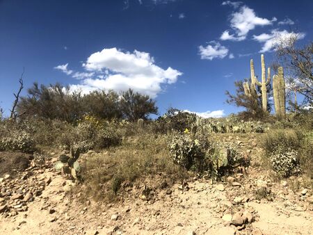 The Scottsdale, Arizona Desert Landscapeの写真素材