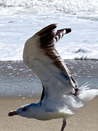 Close-up of Beautiful Beach Birdsの写真素材