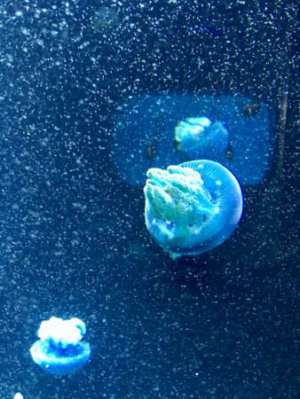 Jellyfish Swimming in the Calm Waterの写真素材