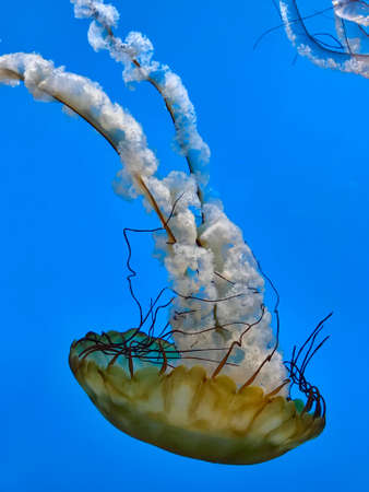 Jellyfish Swimming in the Calm Waterの写真素材