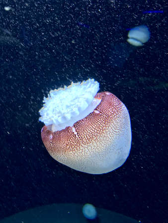 Jellyfish Swimming in the Calm Waterの写真素材