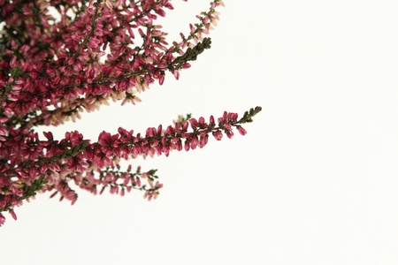 	Purple Heather background