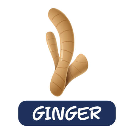 cartoon ginger vegetables vector isolated on white backgroundのイラスト素材