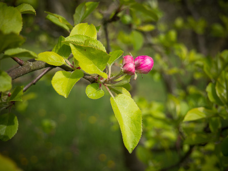 Beautiful blooming apple treeの写真素材