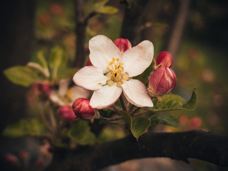 Beautiful blooming apple treeの写真素材
