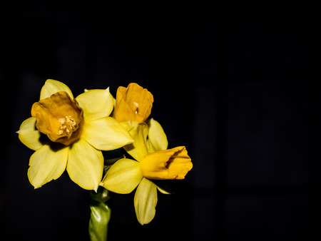 Daffodils on a black background.の写真素材