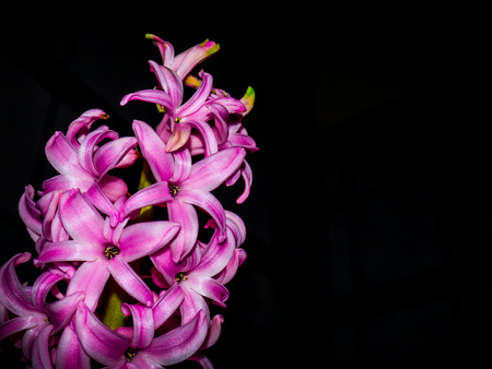 Pink hyacinth on a black background.の写真素材