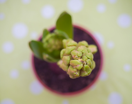 Green hyacinth flower in flower pot just before flowering.