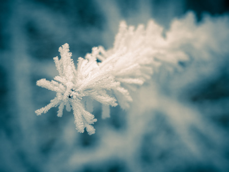 Frozen branch on white and blue background.の写真素材