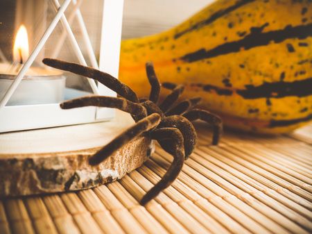 Decorative pumpkins, spider and a lantern on a wooden background.の写真素材