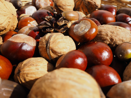 Walnuts, chestnuts, acorns and a cone background.の写真素材