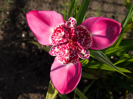 Beautiful blooming Tigridia pavonia flower.