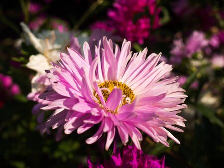 Beautiful blooming pink China aster in the garden.の写真素材