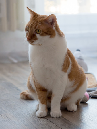 Rusty white domestic cat sitting and relaxingの写真素材