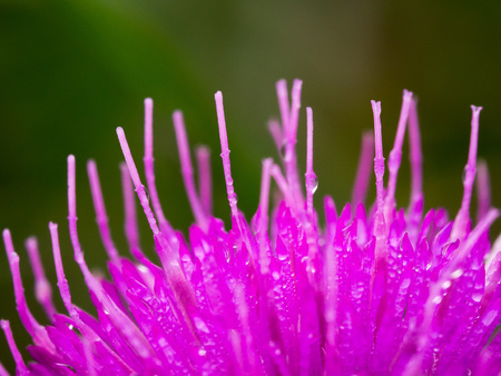 Close-up of a lovely pink blossom of a thistle plantの写真素材