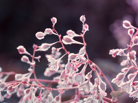 Deatil of a beautiful tiny plant on a pink backgroundの写真素材