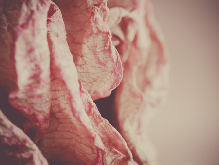 Dried flower of the rose - closeupの写真素材