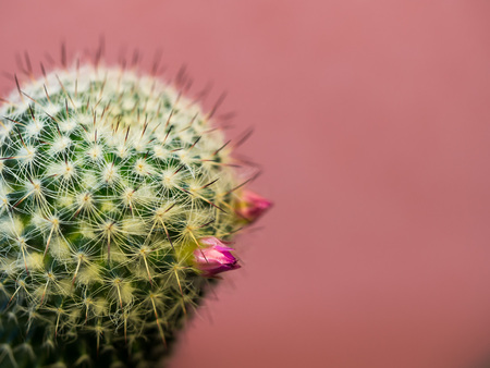 Close up on a cactus with tiny pink buds on a pink backgroundの写真素材