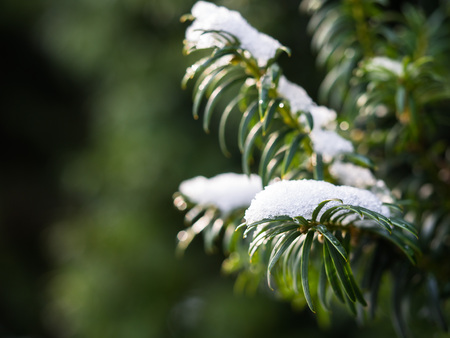 Background with green conifer tree growing in the winter park