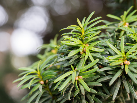 Background with green conifer tree growing in the parkの写真素材