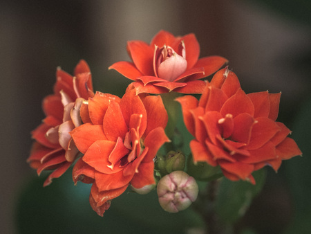 Detail of a blooming orange kalanchoe flowerの写真素材