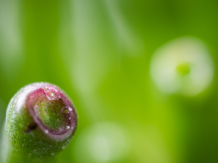 Detail of green succulent called "gollum" background.の写真素材