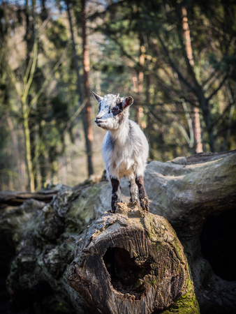 Cute baby goat standing on a tree trunk on a sunny spring dayの写真素材