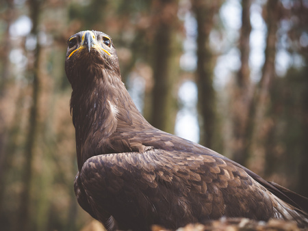 Vigilant steppe eagle sittig ona ground in the woodの写真素材