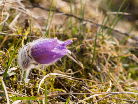Pulsatilla grandis, or the greater pasque flower blooming in the early spring on a sunny day