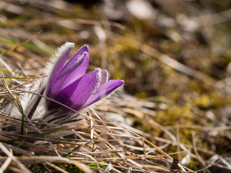 Pulsatilla grandis, or the greater pasque flower blooming in the early spring on a sunny day