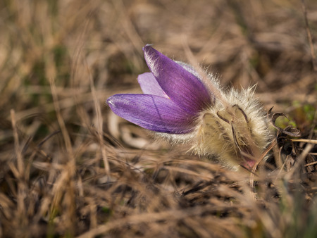 Pulsatilla grandis, or the greater pasque flower blooming in the early spring on a sunny day