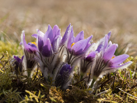 Pulsatilla grandis, or the greater pasque flower blooming in the early spring on a sunny day