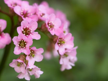 Beautifuly pink blossom of Bergenia (elephant-eared saxifrage, elephant's ears) flower blooming in springの写真素材