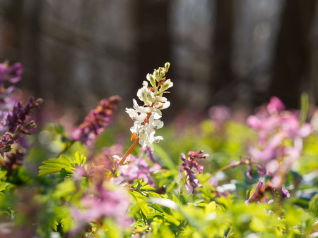 White and purple corydalis flowers blooming in the forest on a sunny day