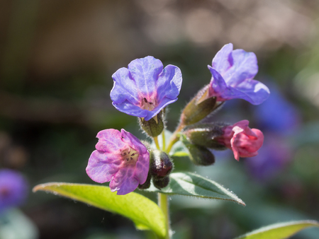 Pulmonaria (lungwort) is a genus of flowering plants in the family Boraginaceae, native to Europe and western Asiaの写真素材