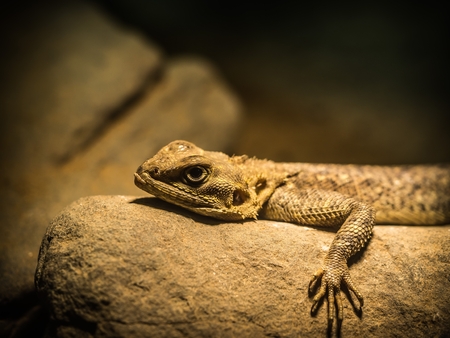 Agama lying on the stone in the light and relaxingの写真素材