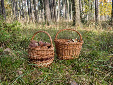 A wicker baskets full of edible mushroomsの写真素材