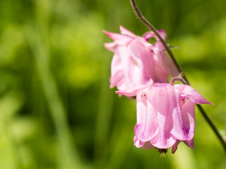 Beautiful pink Aquilegia flower blooming on a spring meadowの写真素材
