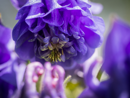 Beautiful blue Aquilegia flower blooming on a spring meadowの写真素材