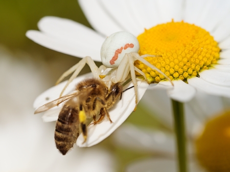 Goldenrod crab spider (Misumena vatia) sitting on a daisy and eating beeの写真素材