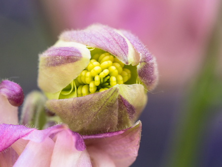 Beautiful pink bud of Aquilegia flower blooming on a spring meadowの写真素材