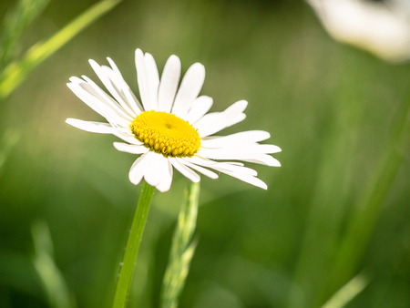 Beautiful blossom of a daisy growing on a meadowの写真素材
