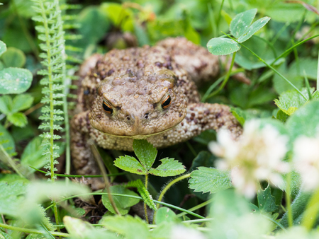 Detail of a beautiful frog common toad (bufo bufo) sitting in the grass, amphibian found throughout...