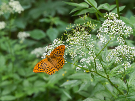 The silver-washed fritillary butterfly (Argynnis paphia) sitting on a plantの写真素材