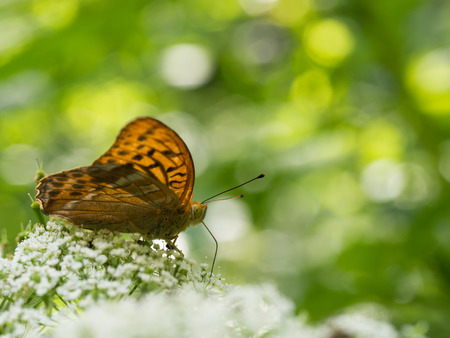 The silver-washed fritillary butterfly (Argynnis paphia) sitting on a plantの写真素材